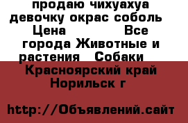 продаю чихуахуа девочку,окрас соболь › Цена ­ 25 000 - Все города Животные и растения » Собаки   . Красноярский край,Норильск г.